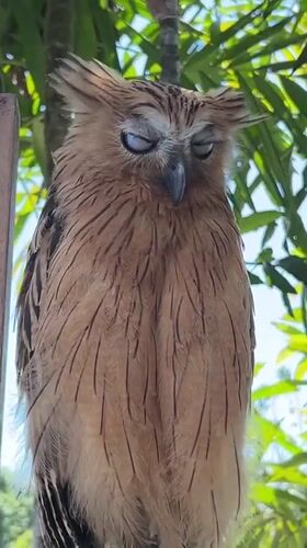 Buffy Fish Owl stares down the camera in Bali