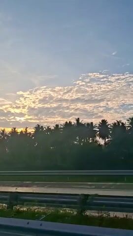 The video captures a view from a moving vehicle, likely a car, looking out at a landscape during what appears to be sunrise or sunset. The sky is a mix of blue and white clouds, with the sun’s glow peeking through the clouds on the left side of the frame. A line of palm trees forms a dense silhouette against the bright sky. In the middle ground, there is a highway or road with a barrier. The foreground shows a grassy verge and another barrier, suggesting the perspective is from a vehicle traveling alongside the highway. The overall impression is a serene, tropical landscape at dawn or dusk.