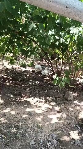 Two small, fluffy white chickens stand on the dark, rocky ground beneath the leafy branches of a bush. The chicken on the left is slightly taller and appears to have more pronounced feathery legs and feet. The chicken on the right is shorter and more compact. Sunlight filters through the leaves, creating dappled shadows on the ground. The foreground is a blur of the same rocky ground.