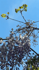 Spring day scenes captured in Montenegrin coastal village Pržno