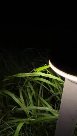A bright green grasshopper is perched on a long green blade of grass. The grasshopper's body is long and slender with visible legs and antennae. The background is dark, suggesting it is nighttime. To the right of the frame, a curved, illuminated object, possibly a light fixture, casts a bright glow on the grass and the grasshopper. The lighting creates a stark contrast between the illuminated foreground and the dark background.
