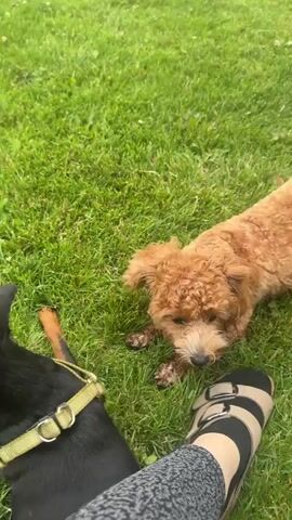 The video shows a person's legs and feet in sandals on a grassy lawn. Two dogs are also present. One is a small, tan poodle-mix dog that is sniffing the grass and a small stick. The other dog, mostly black with some tan markings, is lying down to the left of the person's legs. The poodle-mix dog then turns and walks away. The scene appears to be outdoors in a yard or park.