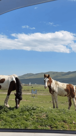Horses graze in field near Krtsanisi, Georgia