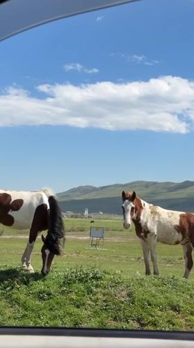 Horses graze in field near Krtsanisi, Georgia