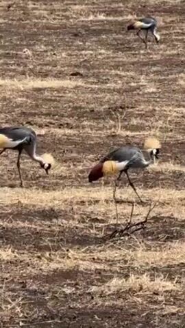 The video shows a small group of Grey Crowned Cranes foraging in a dry, grassy field. The cranes are gray-bodied with a red patch on the back of the head, a distinct golden, feathery crown, and long, slender legs. They are sparsely spread across the field, pecking at the ground as they search for food. The ground is mostly dry, barren grass.