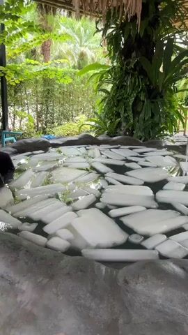 The camera is level with a body of water filled with pieces of ice. The ice pieces are large, rectangular, and opaque. The water is a dark color, possibly greenish. The surrounding environment suggests an outdoor, possibly tropical setting with green foliage and a woven wall in the background. The camera remains static throughout the video, focusing on the ice and the natural environment in the background.