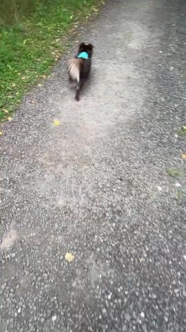 The video begins with a close-up of a grey and black dog running on a gravel path. The camera then pans down to show a person's feet wearing flip-flops walking on the same path. The scene shifts to a wider view of the path, which is bordered by green foliage. The camera then focuses on a person wearing a straw hat and sunglasses, with another person wearing a black hat and dark clothing in the background. The video ends with a blurry shot of the path and surrounding greenery. The overall impression is of people walking outdoors, possibly on a nature trail.
