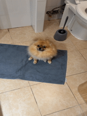 Woman takes selfie, brushes teeth with Pomeranian in Cannes bathroom
