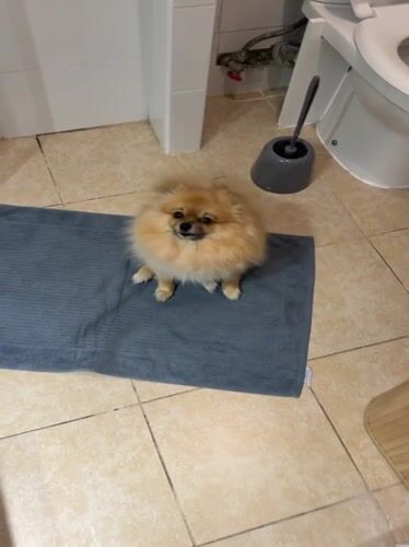 Woman takes selfie, brushes teeth with Pomeranian in Cannes bathroom