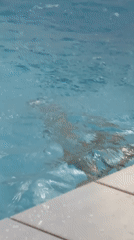 Swimming pool activities documented in Birobidzhan, Russia overnight