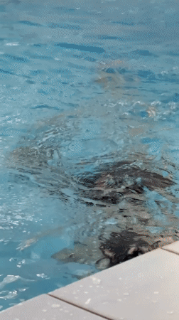 Swimming pool activities documented in Birobidzhan, Russia overnight