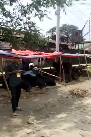 The video shows a scene in a rural or semi-rural area.  The first shot is a static view showing a makeshift structure with red and white striped decorations under what appears to be a wooden or corrugated metal building. Overhead power lines are visible.  The camera then moves to show a man in a green shirt and blue jeans walking toward a yellow truck with an open driver's side door.  The camera is then mounted on a moving vehicle, possibly a motorcycle or scooter, which proceeds down a dirt road. On the left side of the road, a group of cows is visible, with a young person tending to them. There are trees and a brick building in the background. The road appears to be unpaved and dusty.