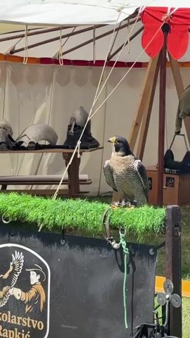The video showcases a falcon and an owl at what appears to be a historical fair or event. The falcon is perched on a faux-grass-covered structure with a sign bearing an image of a man with a bird, labeled "Sokolstvo Raplik." Behind it, helmets and other medieval-era equipment are displayed on a table under a white tent. The owl is perched on a metal stand next to a bale of hay. Colorful flags adorn the nearby tents. People can be seen in the background amidst the fair's setting. The video is shot outdoors on a sunny day.