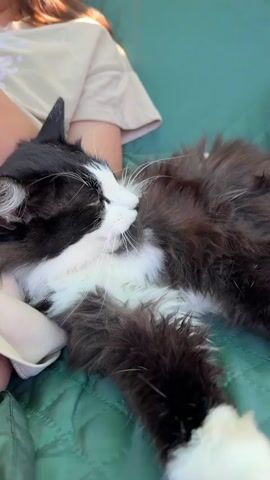 The video shows a close-up of a black and white cat lying on a green quilted surface. The cat is grooming itself. A person's arm and shoulder are visible in the background, and the person is wearing a light-colored shirt. Sunlight is casting shadows across the scene.