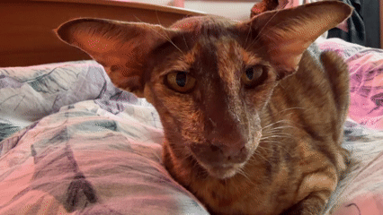 Quiet morning moments shared between cat and owner in Chaikovsky