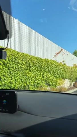This video is filmed from inside a vehicle, looking out through the windshield. The view is dominated by a tall white fence covered in thick green ivy. The ivy grows in a dense carpet along the base of the fence and climbs up it in many places, creating a striking contrast with the white surface. Some of the ivy has turned reddish-brown, indicating seasonal change or perhaps varying sunlight. The sky above is a clear, bright blue. The lower part of the video shows the dashboard and interior of the car, including a digital display screen. To the right of the fence, a few trees and bushes are visible, as well as what appears to be a sign. The car seems to be moving slowly, suggested by the slight blur in the distance and the changing perspective.