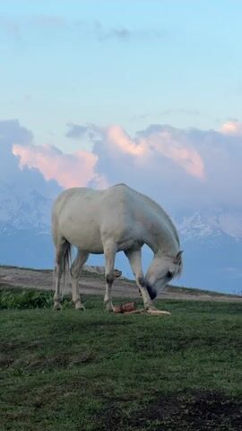 A white horse is grazing on a grassy hill. In the background, there are mountains and clouds in a pale sky. The horse is positioned in the foreground, with its head lowered as it eats. The horse then begins to walk to the right, its head still lowered. The camera follows the horse as it moves across the frame. The lighting suggests it is either sunrise or sunset, with soft, warm tones in the sky.