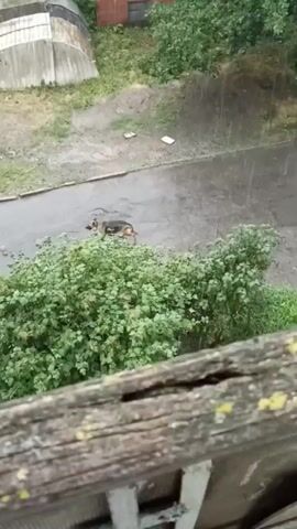 A German Shepherd dog is walking on a wet asphalt surface. There are several parked cars visible in the background, and a patch of green bushes is in the foreground. The weather appears to be rainy.