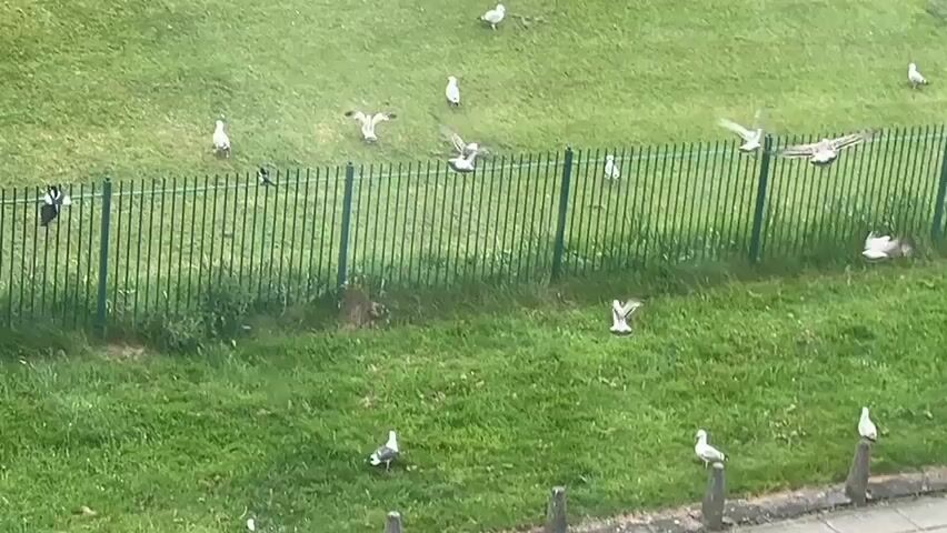 The video shows a grassy field with a green metal fence running horizontally across the middle of the frame. Several seagulls are scattered across the grass, some standing still, some walking, and some flying. The grass appears to be well-maintained. In the background, there are some trees and possibly buildings, but they are out of focus. The lighting is overcast.