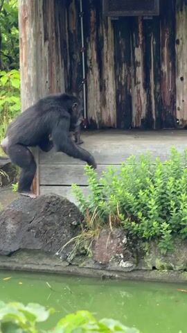 The video shows a chimpanzee standing on a wooden platform next to a wooden structure. The chimpanzee is facing away from the camera and is leaning towards the right side of the frame, with its right hand touching the wooden structure. The chimpanzee has dark fur and appears to be an adult. The platform is made of weathered wood, and there is a body of green water in the foreground. Lush green vegetation surrounds the platform and water. The wooden structure behind the chimpanzee has vertical planks and a metal object with two lights mounted on the top.