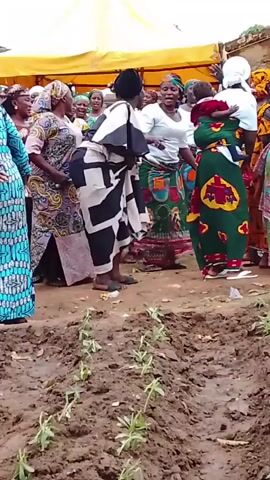The video shows a group of people dancing in a dirt area with a row of newly planted seedlings in the foreground. The dancers, primarily women, are wearing colorful, patterned clothing and headwraps. One woman stands out in a black and white geometric patterned outfit. A woman on the right is carrying a child in a sling on her back. A yellow tent is visible in the background, suggesting an outdoor event. The dancers are moving rhythmically, some smiling and raising their hands in the air. The overall atmosphere is festive and celebratory.