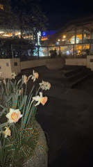 Nighttime walk documents spring flowers, architecture near Vancouver hotel