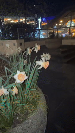 Nighttime walk documents spring flowers, architecture near Vancouver hotel