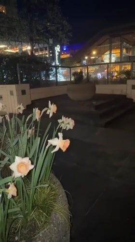 Nighttime walk documents spring flowers, architecture near Vancouver hotel
