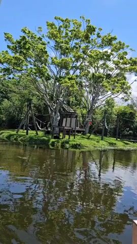 The video shows a large tree with a small wooden structure resembling a treehouse or shelter built into its branches. There are also ropes and wooden poles around the base of the tree, suggesting an enclosure or habitat. The tree is situated on a small island or patch of land surrounded by calm water. The water reflects the tree and the sky, which is blue with some scattered clouds. The overall scene is natural and appears to be an outdoor environment, possibly a zoo or wildlife sanctuary. The audio indicates the presence of narration discussing animal reproduction and offspring.