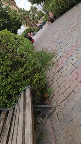 The video shows a park with people walking in the background and a wooden bench in the foreground. The camera focuses on a patch of grass and weeds between the bench and a brick path. A tabby cat emerges from the grass and runs across the path.