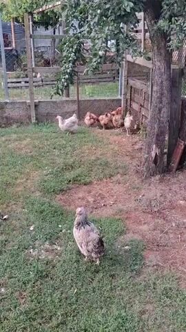 The video shows a backyard scene with several chickens and chicks in a grassy area. A large chicken with grey and white feathers stands in the foreground, facing away from the camera and looking to the right. In the background, a group of smaller brown chicks are gathered near a white chicken. Behind them, a wooden fence and a tree are visible, with some branches of a tree with green leaves hanging over the scene. The ground is covered in grass and some bare dirt. The lighting suggests it is daytime.
