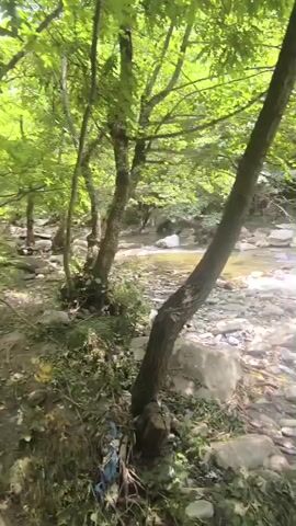 The video shows a stream flowing through a wooded area. The water is clear and shallow, with rocks and pebbles visible on the streambed. Lush green trees with dense foliage line the banks of the stream, creating a canopy that filters the sunlight. The ground is covered with a mixture of rocks, leaves, and some debris. The camera pans slowly, offering a view of the natural landscape.