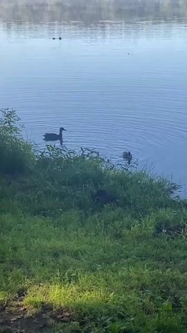 A serene body of water with a reflection of trees is shown. On the right side of the frame, the bank is covered in lush green grass and various plants. In the water, there are four ducks. One duck is in the middle of the water, facing left. Another duck is to the right of the first duck, also facing left. Two more ducks are closer to the bank, partially obscured by the vegetation. The water has ripples, suggesting movement. The overall scene is peaceful and natural.