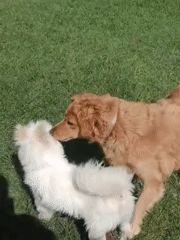 Morning pet activity captured across Nairobi outdoor spaces