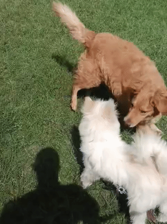 Morning pet activity captured across Nairobi outdoor spaces
