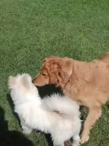 Morning pet activity captured across Nairobi outdoor spaces