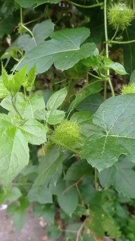 The video shows a close-up view of a passionflower vine with multiple unripe, green, spiky fruits. The leaves of the vine are large and palmate, with serrated edges. The vine is growing in a natural outdoor environment, with other greenery visible in the background. The lighting suggests it is daytime. There are no people or animals visible in the video.