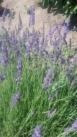 The video shows a close-up view of lavender plants with purple flowers and green stems. The plants are swaying gently in the breeze, and the background is out of focus, showing dry soil and some green foliage. The lighting suggests it is daytime. There are no people or other objects visible in the frame. The video is short, lasting only a few seconds, and does not contain any discernible actions or interactions.