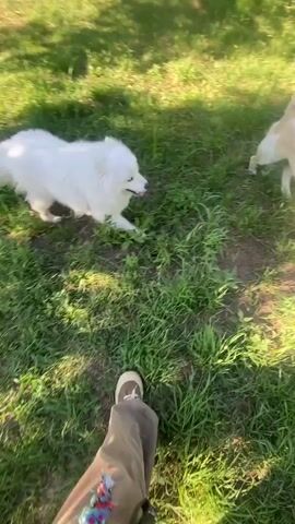 The video begins with a shot of a white fluffy dog lying on the grass. A person's legs are visible in the foreground. The camera then pans to show two dogs in a grassy, outdoor area. One is white and fluffy, and the other is a lighter color, possibly a yellow lab mix. The lighter-colored dog is barking and appears to be playfully agitated. The person's hand then comes into view, held up in a gesture that might be meant to calm the dog. The video concludes with a brief shot of the lighter-colored dog running. The environment appears to be a yard with trees and grass, suggesting a park or a residential backyard. The lighting indicates it is daytime, likely sunny.