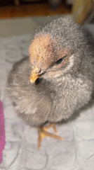 Young chicks observed in domestic care setting in Zlatograd