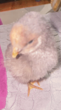 Young chicks observed in domestic care setting in Zlatograd
