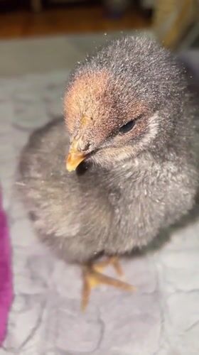 Young chicks observed in domestic care setting in Zlatograd