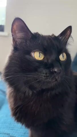A close-up video shows a black cat with yellow-green eyes looking towards the right side of the frame. The cat has long, dark fur and white whiskers. The background is blurred, but appears to be an indoor setting with a light-colored wall and a blue textured surface.