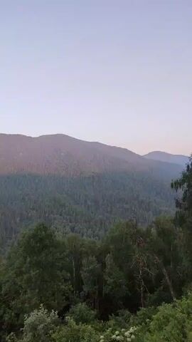 The video shows a panoramic view of a mountainous forest. The sun is setting, casting a pinkish glow on the mountain peaks and creating shadows over the forested slopes. In the foreground, lush green trees and foliage are visible, with some taller trees reaching towards the sky. The sky is a pale gradient of blue and pink, transitioning from a lighter shade near the horizon to a darker hue at the top. The overall scene is serene and natural, capturing the beauty of a mountain landscape at dusk. There are no people or any other objects present in the video other than the natural environment.