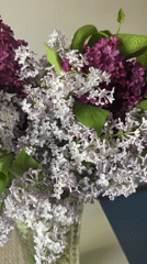 Spring lilac bouquet displayed in glass vase in Kyiv