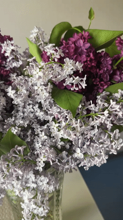 Spring lilac bouquet displayed in glass vase in Kyiv