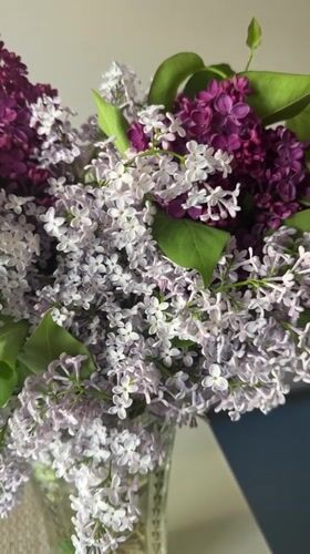 Spring lilac bouquet displayed in glass vase in Kyiv
