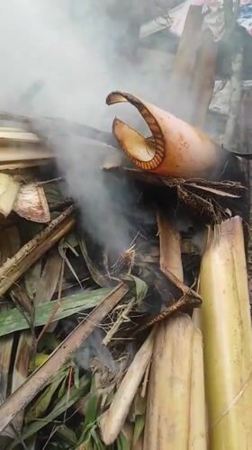 Banana tree debris burning outdoors in Lhokseumawe
