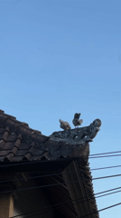 Spotted doves perch on traditional roof tiles in Ubud