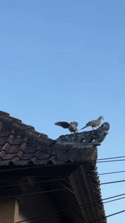 Spotted doves perch on traditional roof tiles in Ubud